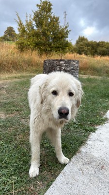 Ulisse