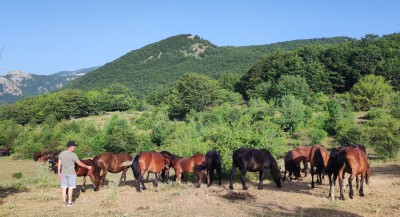 Numerosa compagnia equina